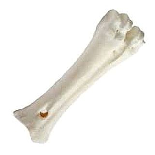 עצם סידן לכלב